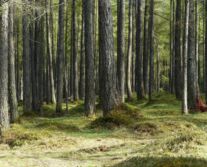 Menuisere-Riche-fenetre-essence-de-bois-meleze-arbres-foret.jpg