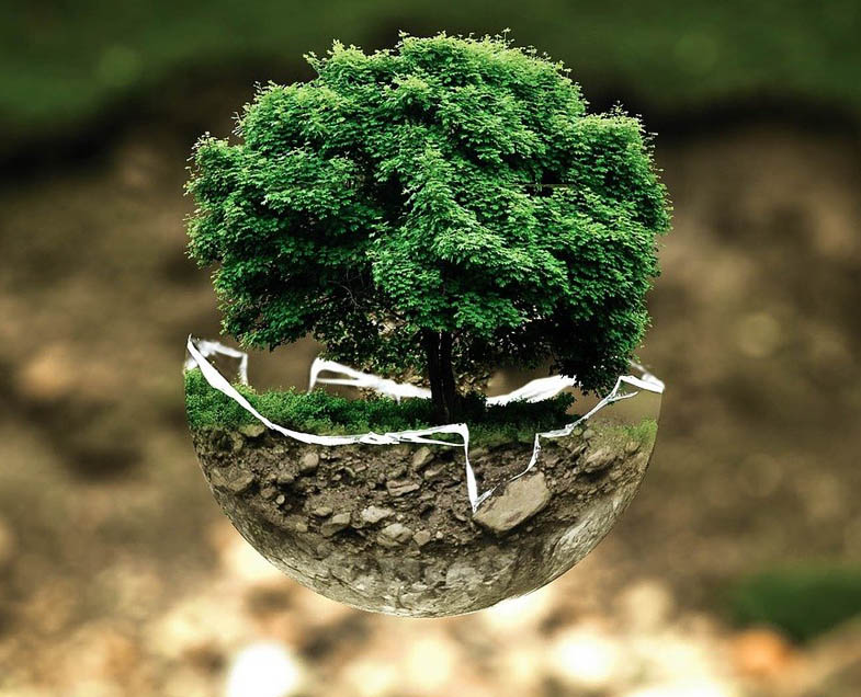 Menuiserie-Riche-environnement-symbole-arbre.jpg