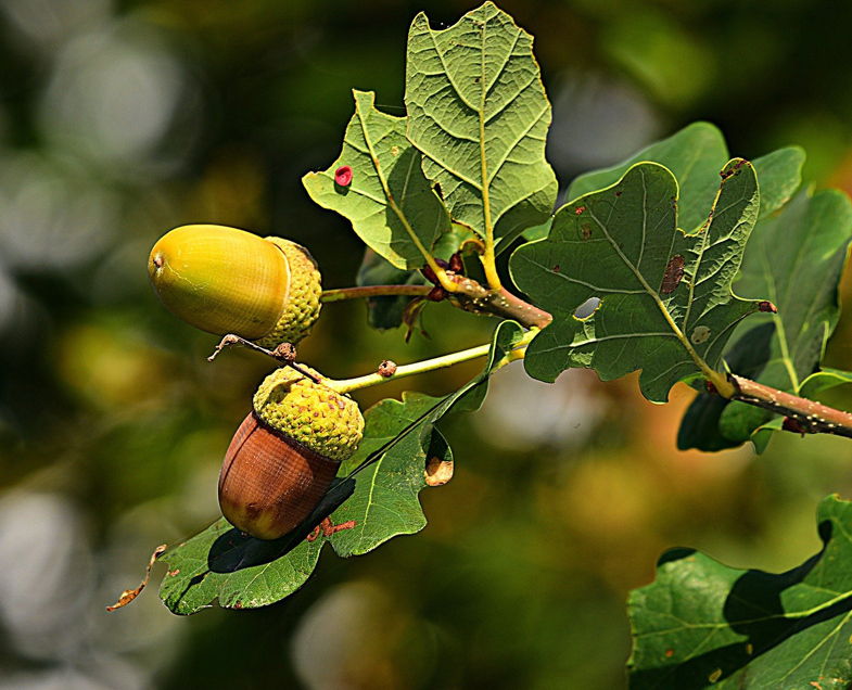 Menuiserie-Riche-essence-de-bois-chene-arbre-forêt.jpg