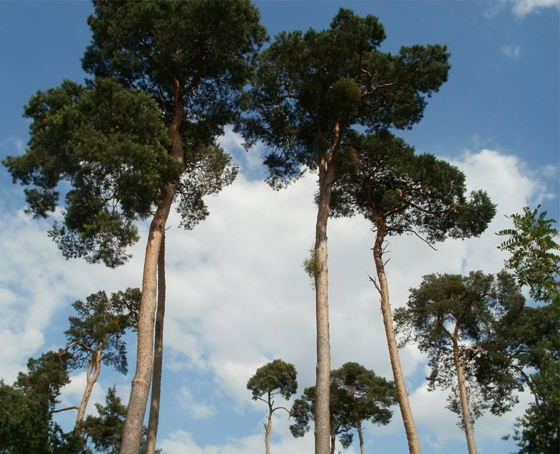 Menuiserie-Riche-essence-de-bois-pin-sylvestre-foret.jpg