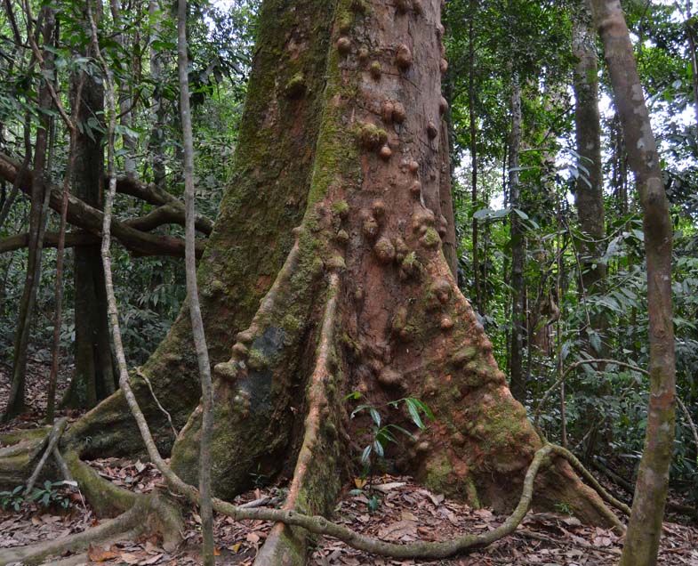 Menuiserie-Riche-essence-de-bois-sipo-arbre.jpg