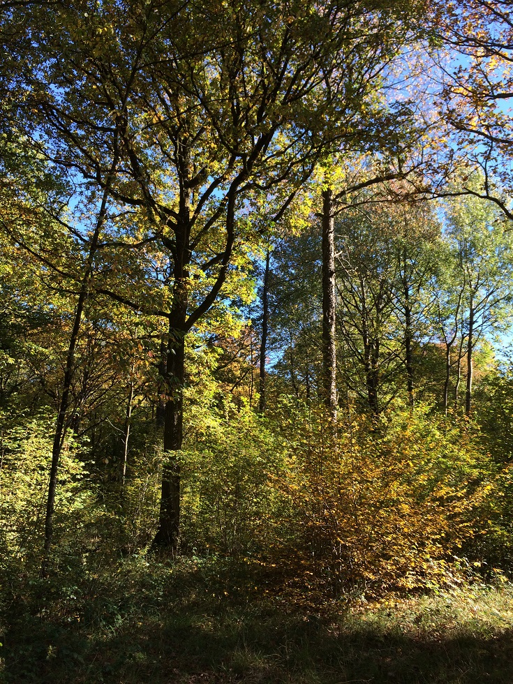 les-essences-de-bois-riche